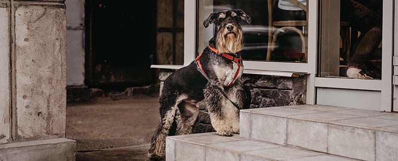 is sentinel spectrum safe for dogs is sentinel spectrum safe for dogs