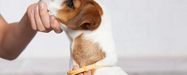 Nexgard for Dogs at a Great Price Nexgard for Dogs at a Great Price