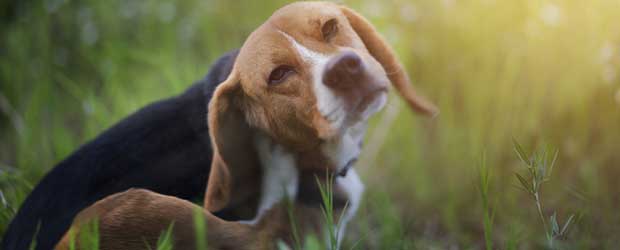 Can You Buy NexGard Without Vet Prescription World Pet Express