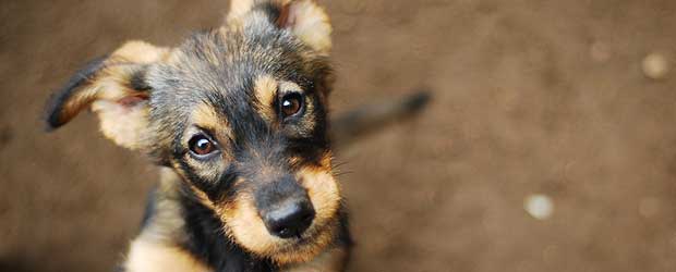 Where to Buy Nuheart For Dogs For Cheap Where to Buy Nuheart For Dogs For Cheap