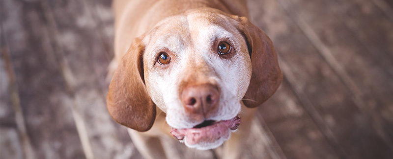 nuheart heartworm nuheart heartworm