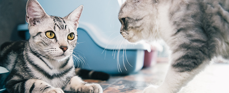 oral flea medication for cats