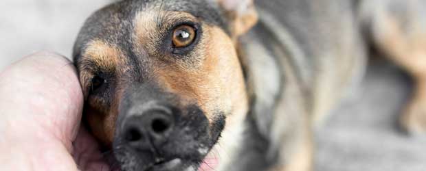 Pet Adoption During Pandemic? Some Basics for Dog and Cat Health