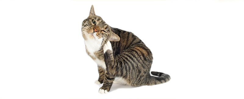 flea medication flea medication