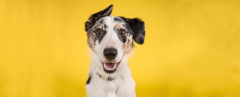 pet medications online pet medications online