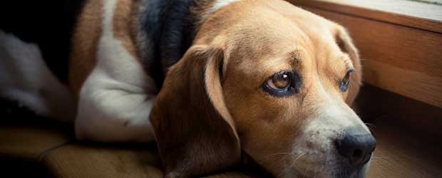 Popantel For Dogs Without Vet Prescription Online