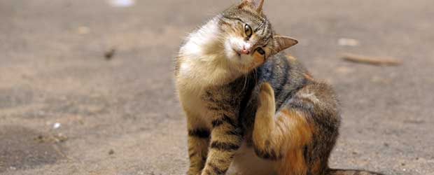 Best program flea control reviews for cats and dogs