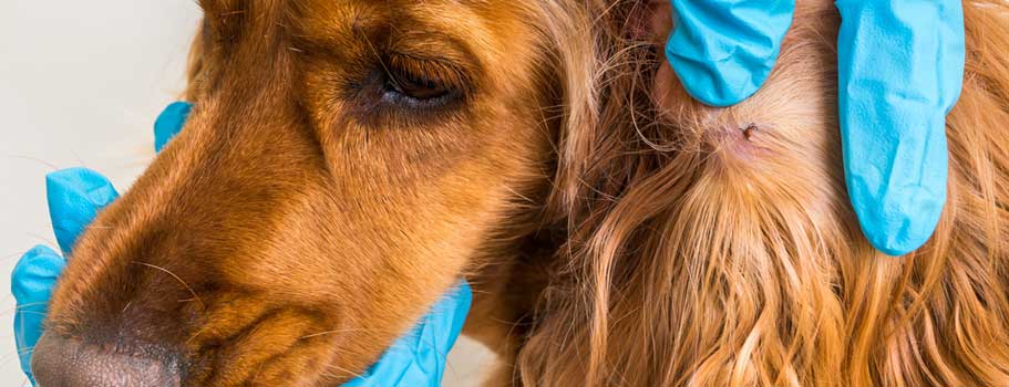 Revolution Flea Treatment Revolution Flea Treatment