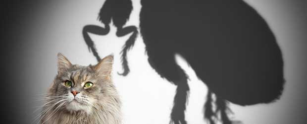 Revolution For Cats Can You Buy Revolution Without Vet Prescription Revolution For Cats Can You Buy Revolution Without Vet Prescription