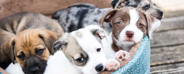 Revolution for Puppies Revolution for Puppies