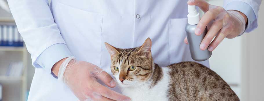 Where to Buy Revolution Plus for Your Cat? Where to Buy Revolution Plus for Your Cat?