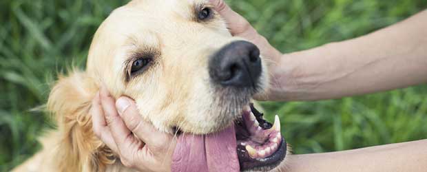 Sentinel Spectrum For Pet Dogs Review Sentinel Spectrum For Pet Dogs Review
