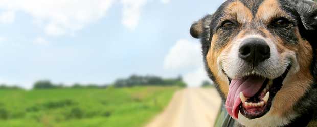 No-Fly Zone for Fleas: Simparica for Dogs No-Fly Zone for Fleas: Simparica for Dogs