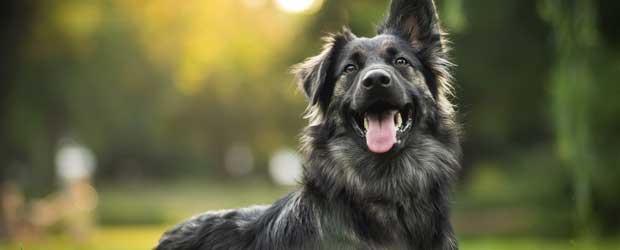 Growths Be Gone – How to Remove Skin Tags on Dogs Growths Be Gone – How to Remove Skin Tags on Dogs