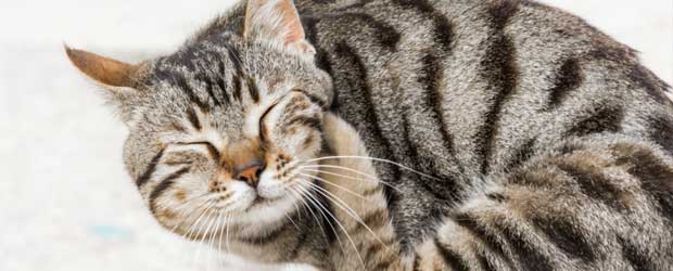 How to eliminate ticks on cats How to eliminate ticks on cats