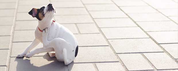 Want to buy Trifexis without vet prescription? Want to buy Trifexis without vet prescription?