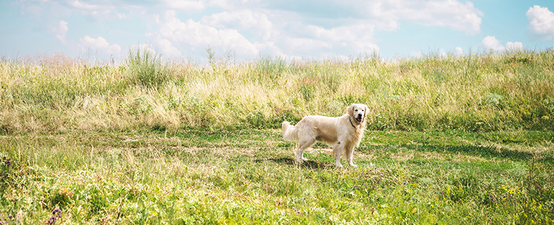 Vectra 3D for Dogs - for Fleas, Ticks, Mites, Lice and More