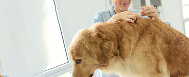 Vectra Flea Medication for Dogs