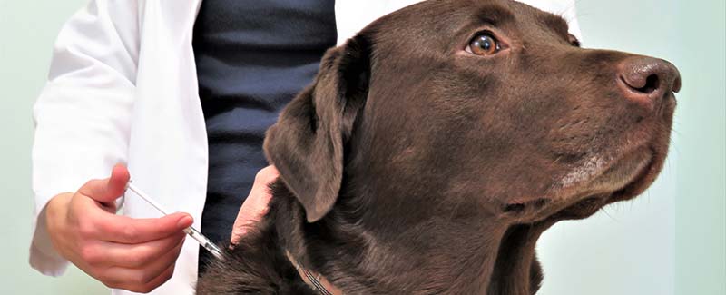 vetsulin insulin for dogs vetsulin insulin for dogs