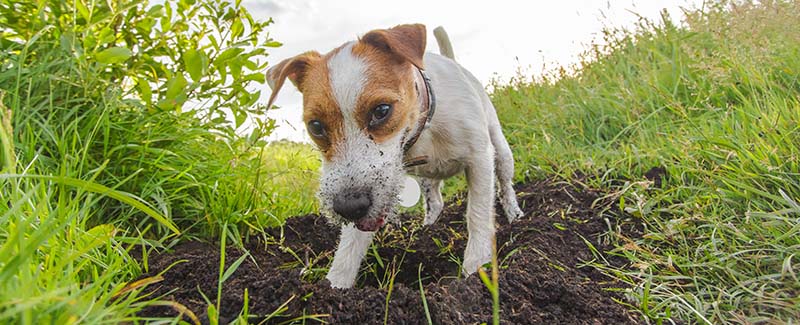 what is heartgard plus for dogs what is heartgard plus for dogs