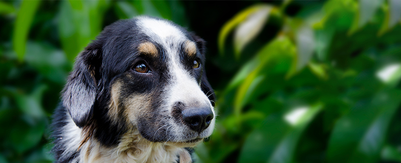 what is simparica for dogs what is simparica for dogs