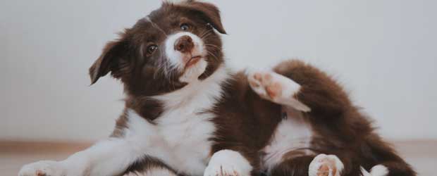 What kills fleas? What kills fleas?