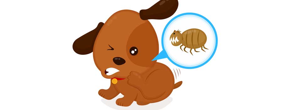 What's The Best Non Toxic Flea Treatment For Dogs? | Pet Express