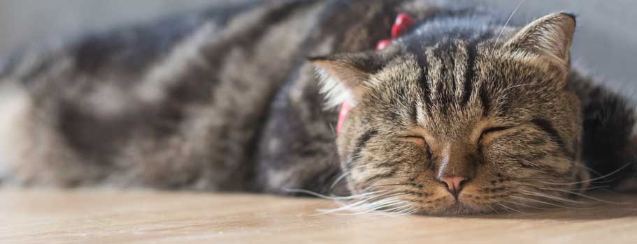 Where to buy Advantage Multi for Cats at Best Price Where to buy Advantage Multi for Cats at Best Price