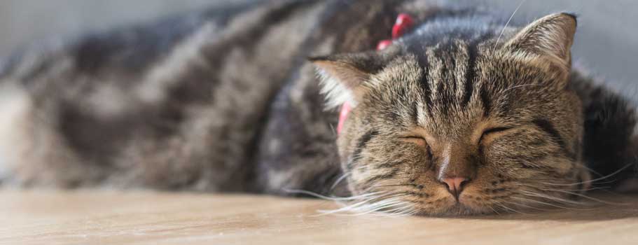 How to Deal With Heartworms in Cats