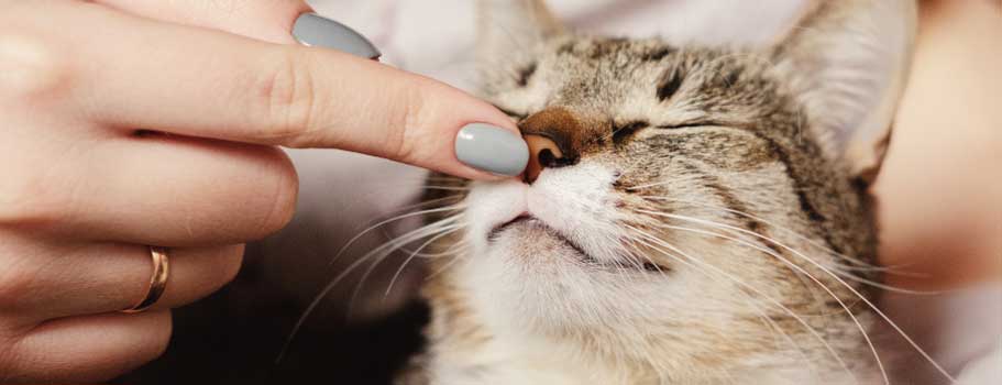 Where to buy Fortiflora for cats without prescription online? Where to buy Fortiflora for cats without prescription online?