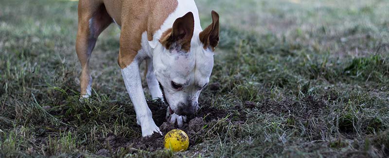 where to buy heartgard for dogs where to buy heartgard for dogs