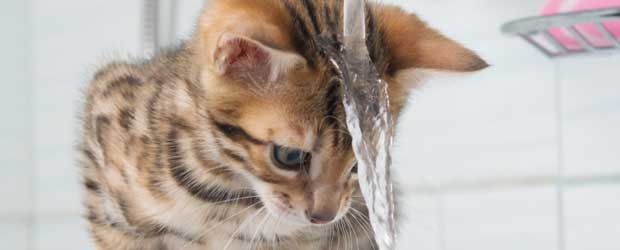 Saying No to Splashing: Why do Cats Hate Water? Saying No to Splashing: Why do Cats Hate Water?